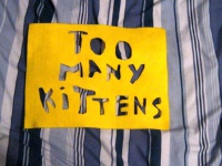 Too Many Kittens - 01.jpg